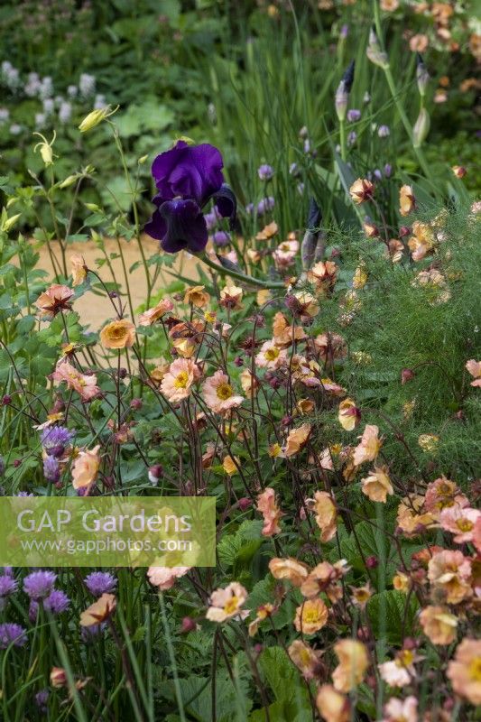 Geum 'Mai Tai'  and Iris germanica 'Draco' -  RHS Malvern Spring Festival 2023 - Expression - Designer Stuart Bugby Helyers of Hampshire