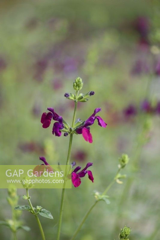 Salvia 'Dyson Maroon' in August