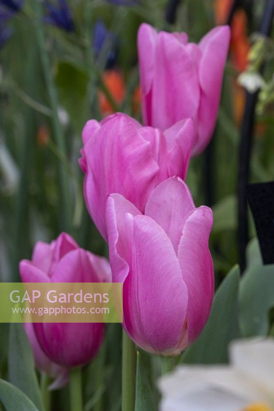 Tulipa 'Mistress' - RHS Malvern Spring Festival 2023 - Avon Bulbs