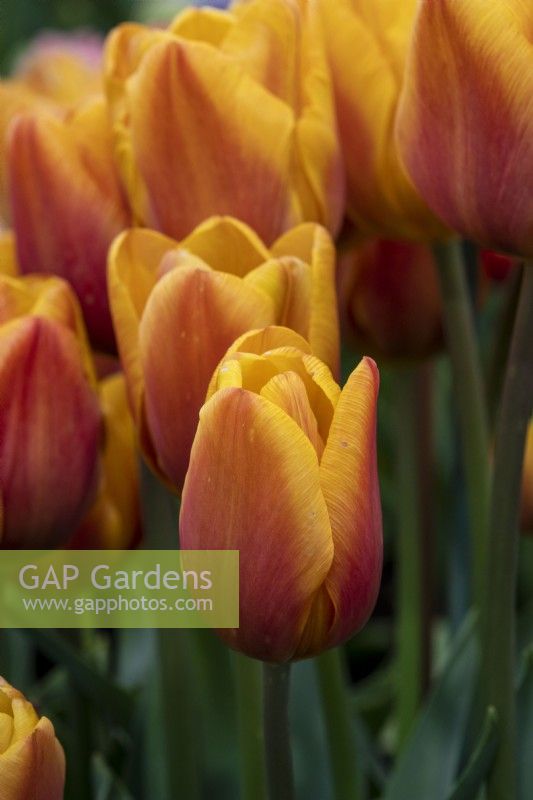 Tulipa 'Cairo' - RHS Malvern Spring Festival 2023 - Pheasant Acre Plants