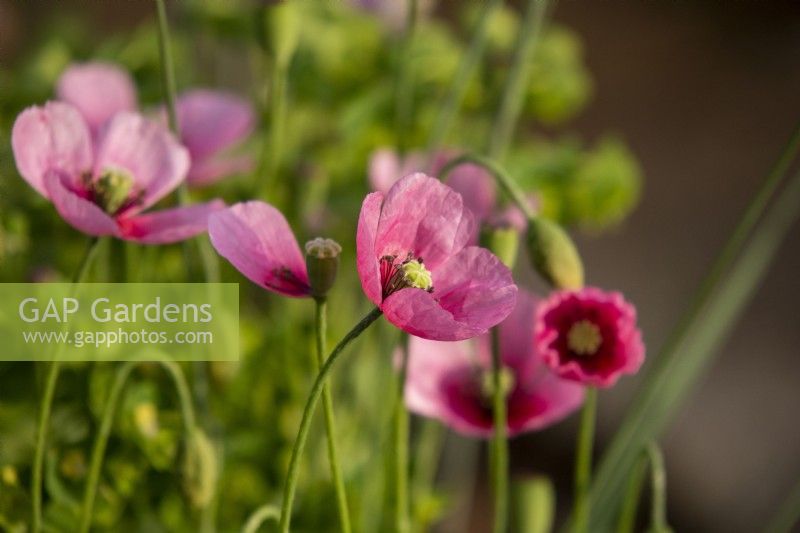 Papaver dubium subsp. lecoqii var. 'Albiflorum' - RHS Malvern Spring Festival 2023 - The Wildlife Trusts: Wilder Spaces - Designer Jamie Langlands - Best in Show