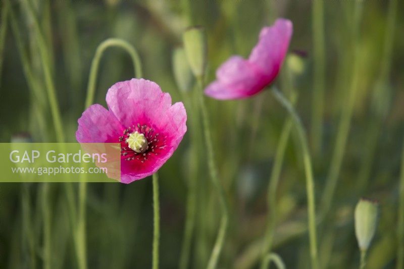 Papaver dubium subsp. lecoqii var. 'Albiflorum' - RHS Malvern Spring Festival 2023 - The Wildlife Trusts: Wilder Spaces - Designer Jamie Langlands - Best in Show