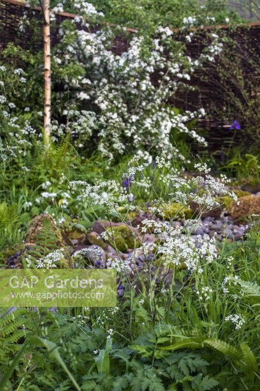 Nature friendly planting - RHS Malvern Spring Festival 2023 - Greener Gloucestershire NHS Garden  - Designer Laura Ashton-Phillips