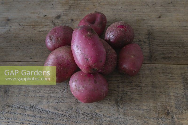 Solanum tuberosum 'Alouette' potato 