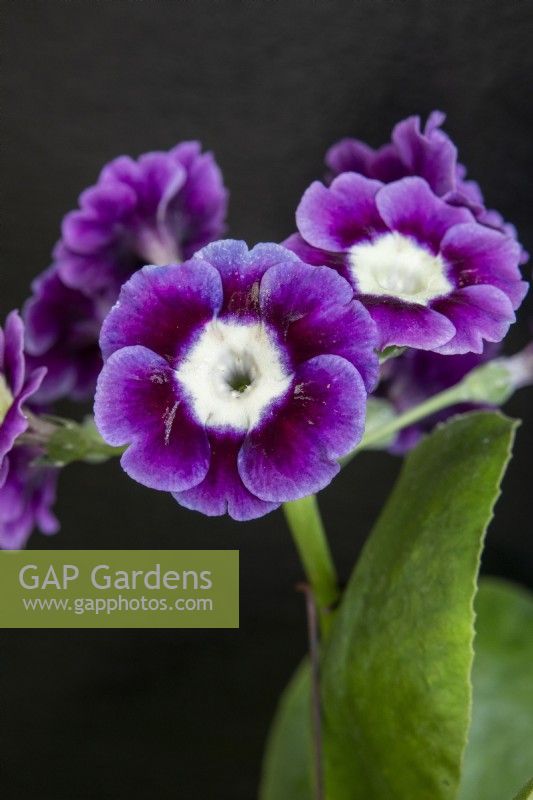 Primula auricula 'Forest Big Smile' - Master Grower RHS Malvern 2023 - Hillview Hardy Plants