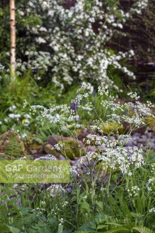 Anthriscus sylvestris - RHS Malvern Spring Festival 2023 - Greener Gloucestershire NHS Garden  - Designer Laura Ashton-Phillips