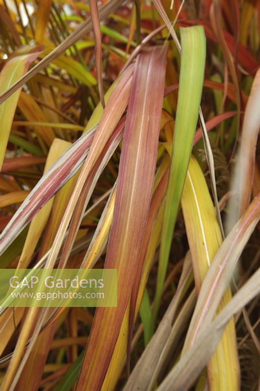 Autumnal leaves of Miscanthus sinensis 'Rosi'.