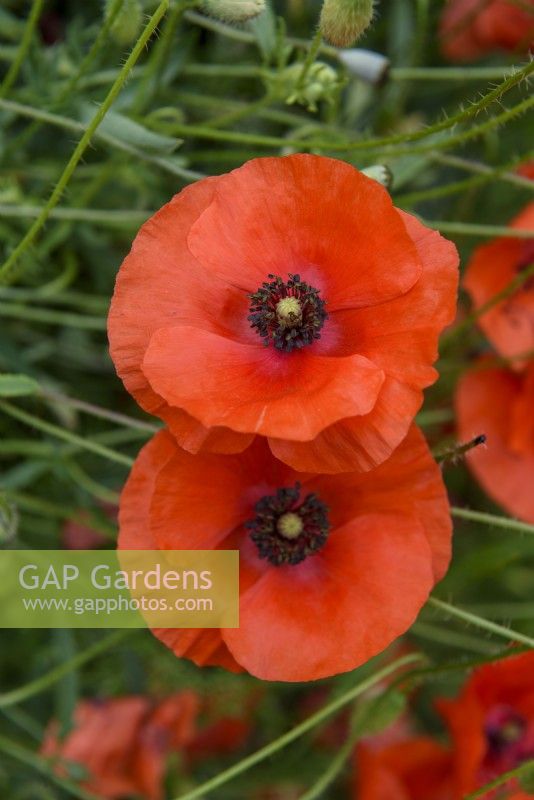 Papaver rhoeas - Field poppy