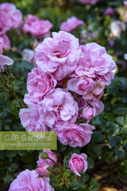 Rosa floribunda 'Home  and  Garden'