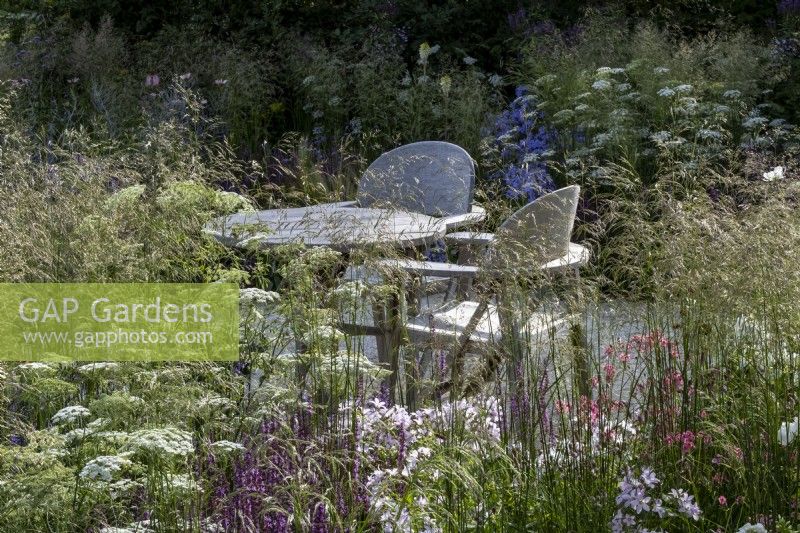 Campanula lactiflora 'Loddon Anna' and  Salvia 'Amethyst' growing amongst Deschampsia cespitosa 'Goldschleier' that surrounds the garden table on the RHS Iconic Horticultural Hero Garden designed by: Carol klein RHS Iconic Horticultural Hero Garden designed by: Carol Klein