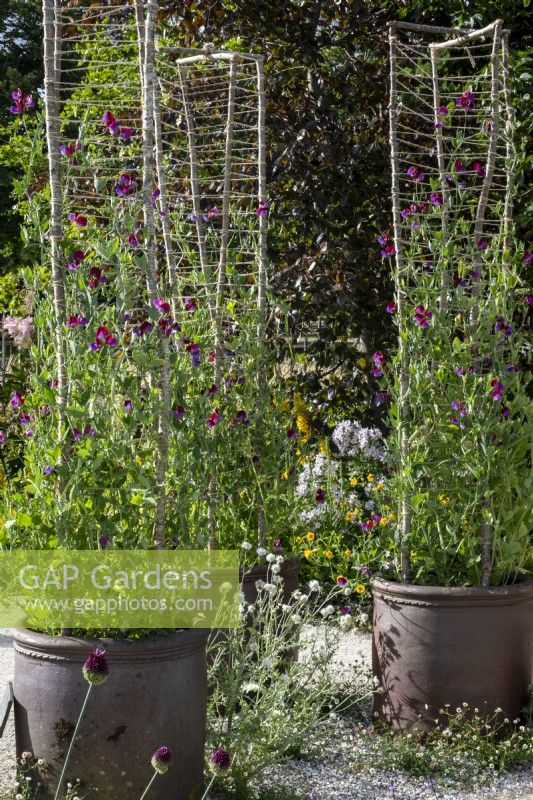 Clay pots of Sweet Pea Cupani climbing up hazel wood rods on the RHS Iconic Horticultural Hero Garden designed by: Carol Klein