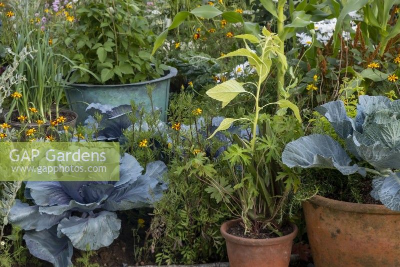 Cabbages surrounded by Tagetes Cinnabar RHS Iconic Horticultural Hero Garden designed by: Carol Klein