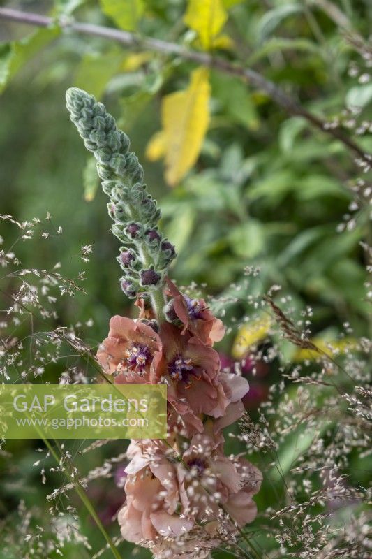Flower spike of Verbascum 'Helen Johnson' growing amongst Deschampsia cespitosa 'Broneschleier.
