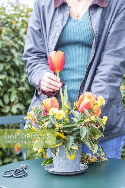 Woman placing Tulips in a bouquet