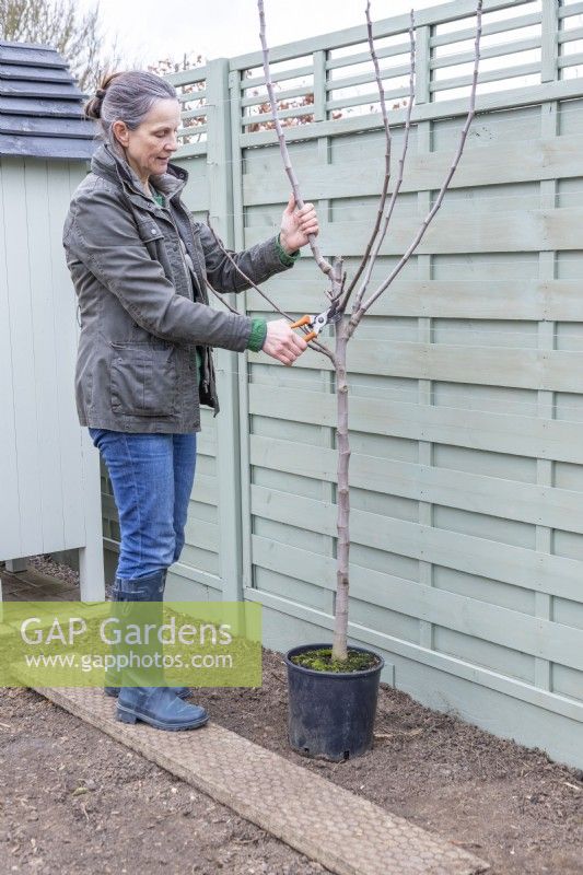 Woman cutting back branches to create a flat espalier
