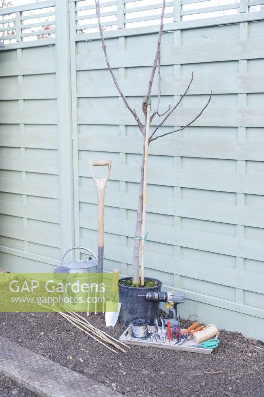 Ficus tree, watering can, digging fork, trowel, drill, bamboo canes, wire, eyelet screws, , ferrules, tensioners, pliers, pencil, tape measure, secateurs, string and scissors laid out on the ground