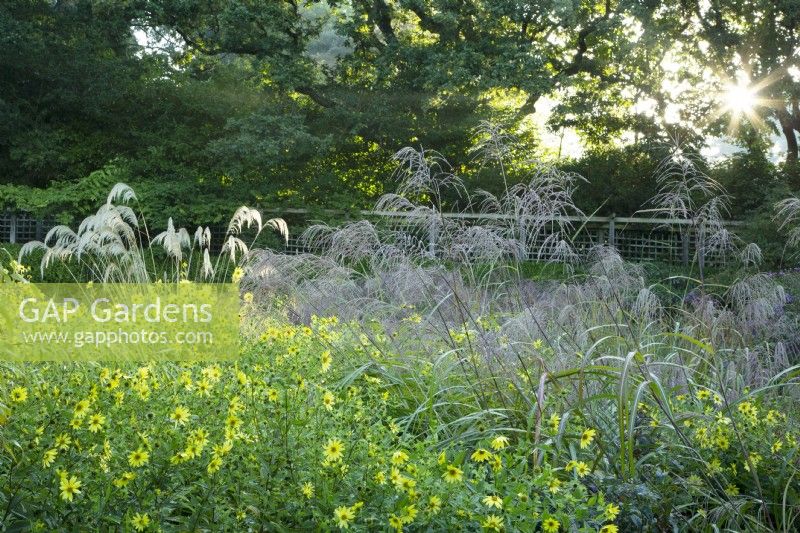 Helianthus 'Lemon Queen', Miscanthus and Pampas grasses at Knoll Gardens in Dorset at sunrise