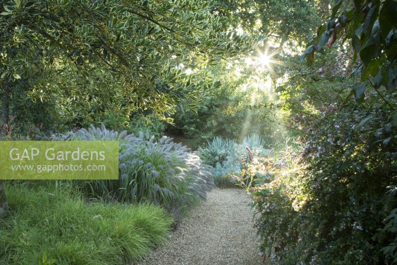 View through variegated trees to gravel path and a bed of Pennisetum and mixed perennials in sunlight at Knoll Gardens, Dorset