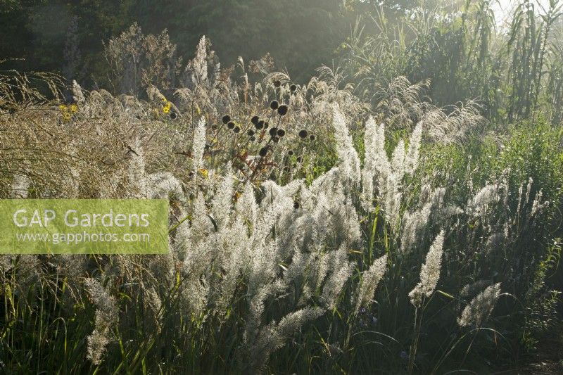 Backlit dew laden grasses at Knoll Gardens in Dorset