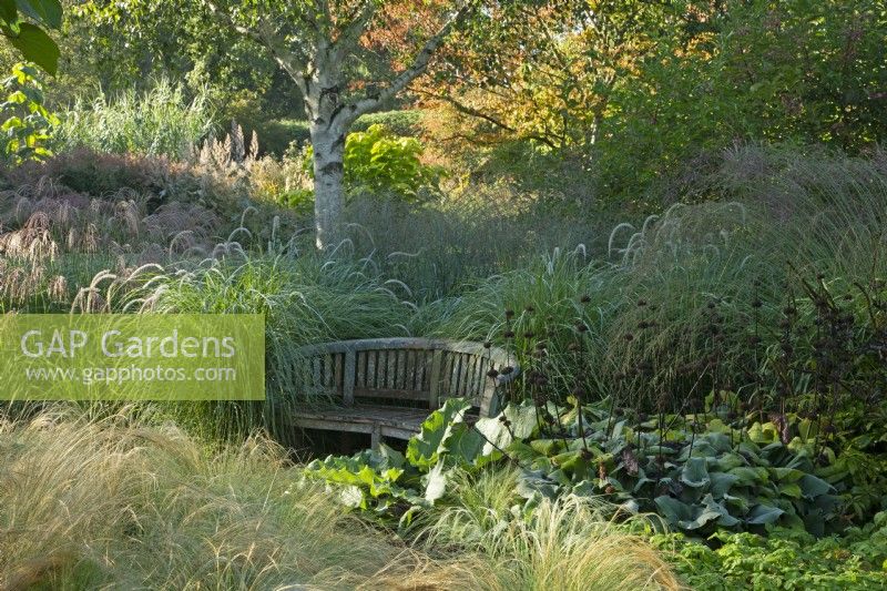 A wooden bench surrounded by ornamental grasses and seedheads