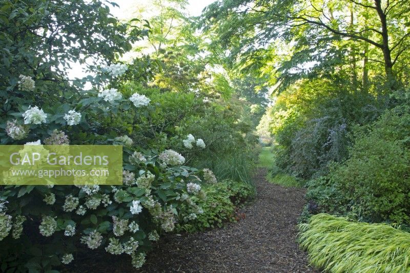 Hydrangea grandiflora at the side of a tree lined path at Knoll Gardens, Dorset.