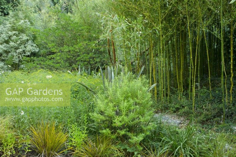 Bamboo at Knoll Gardens, Dorset