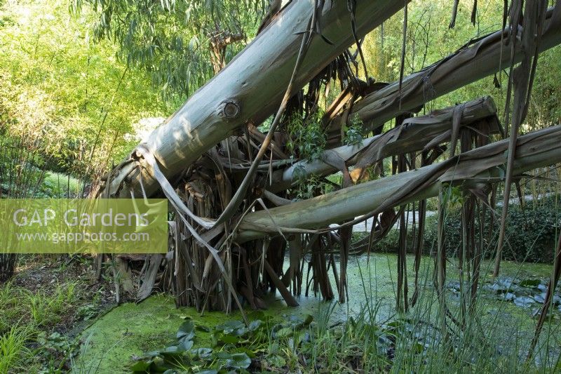 A Eucalyptus chapmaniana 'Bogong Gum' fallen over the pond in the 'Water Garden' at Knoll Gardens in Dorset
