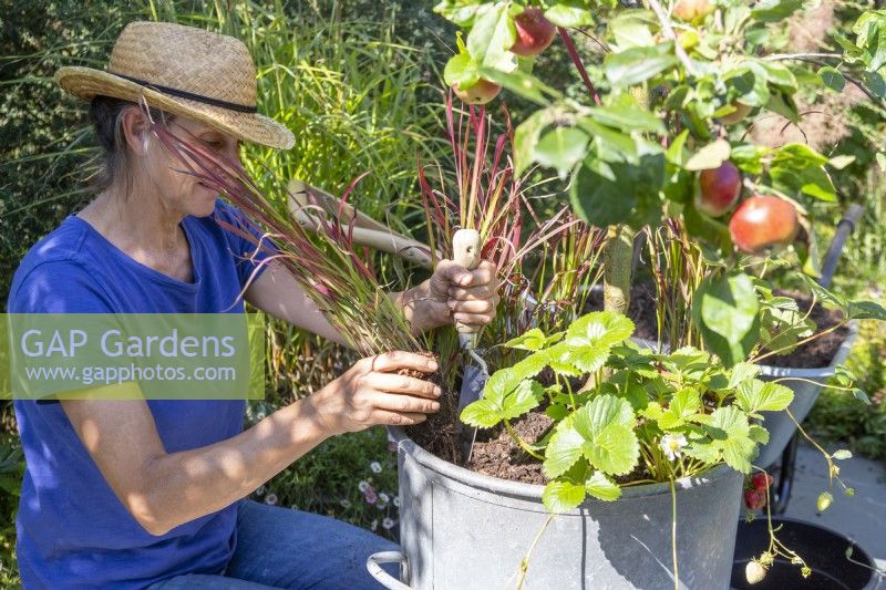 Woman planting Imperata 'Red Baron' at the base of the Apple tree