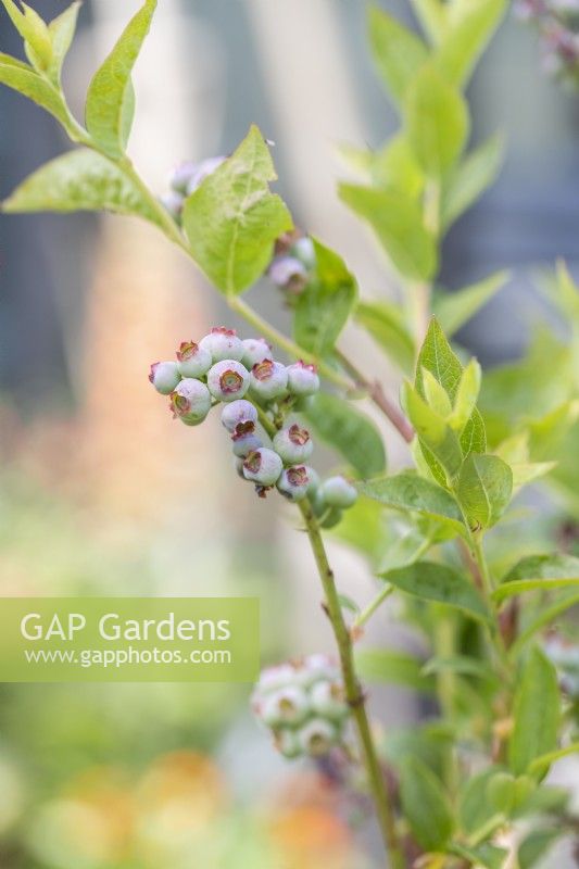 Blueberries forming on Blueberry bush