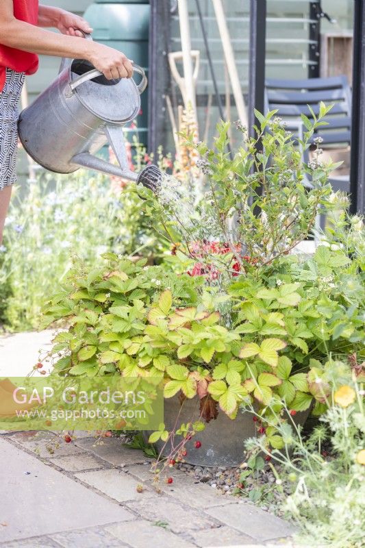 Woman watering Blueberry bush and Alpine Strawberries - Fragaria vesca in metal container