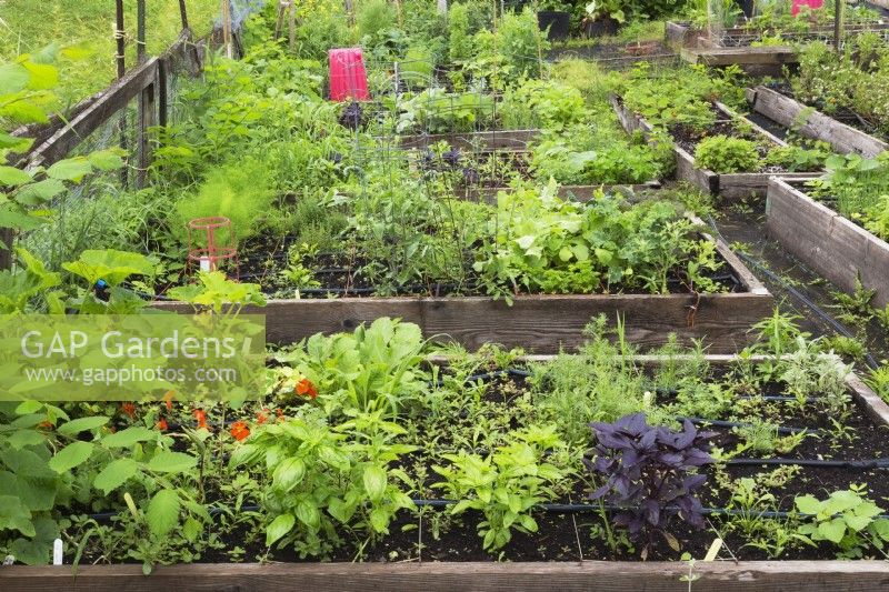 Herb and vegetable plants growing in wooden frames in organic garden in summer.