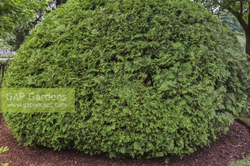 Thuja occidentalis - White Cedar trees trimmed into a globe shape in mulch border in summer, Centre de la Nature, Laval, Quebec, Canada.