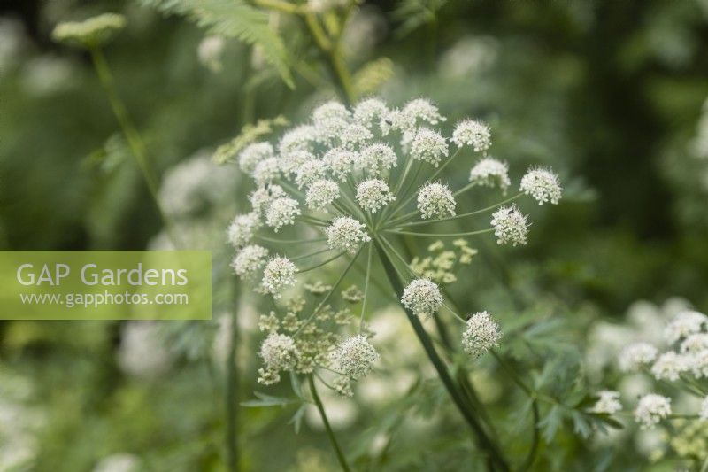 Oenanthe crocata. Poisonous native plant commonly known as Hemlock Water-Dropwort, cowbane, wild carrot, snakeweed, poison parsnip, false parsley, children's bane, and death-of-man. June. Summer.