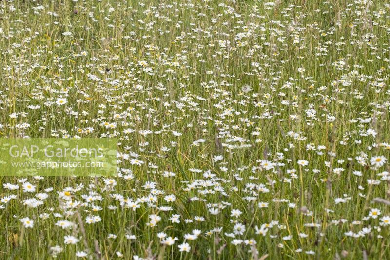 Leucanthemum vulgare - Common names Oxeye Daisey, dog daisy, and 
 marguerite massed in meadow. June. Summer.