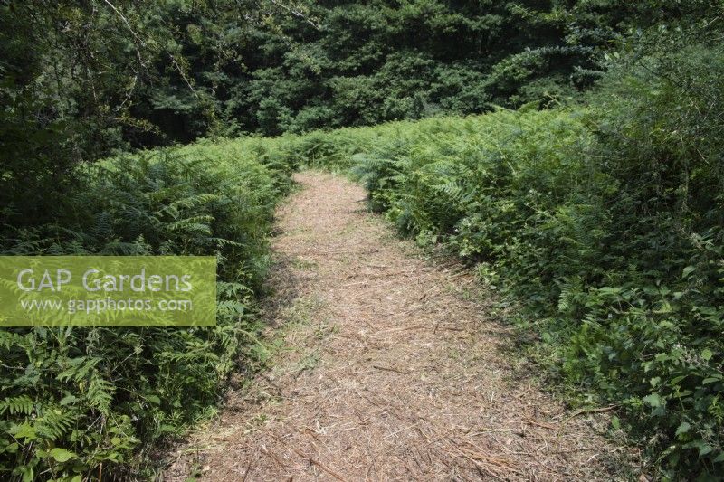 Wide woodland path cut into dense bracken. Pteridium. June. Summer