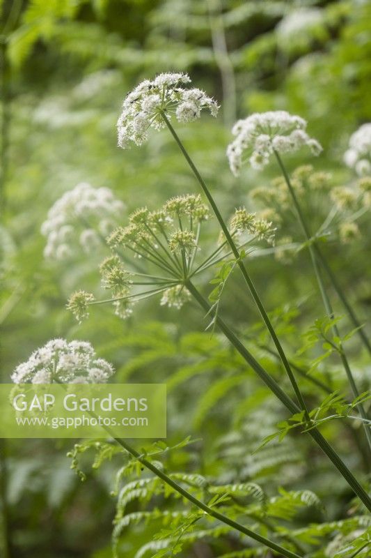 Oenanthe crocata . Poisonous native plant commonly known as Hemlock Water-Dropwort, cowbane, wild carrot, snakeweed, poison parsnip, false parsley, children's bane, and death-of-man. June. Summer.