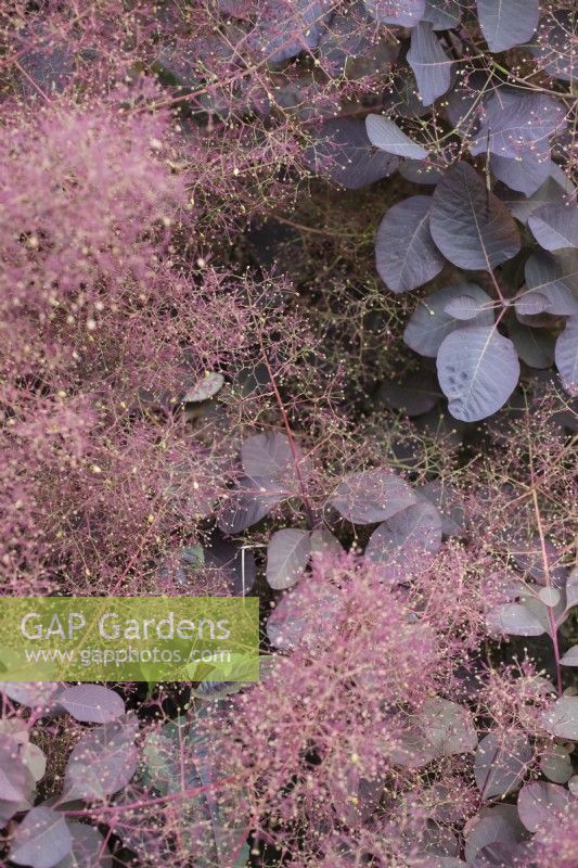 Flowers and foliage of Cotinus coggygria 'Grace'. June. Summer. 