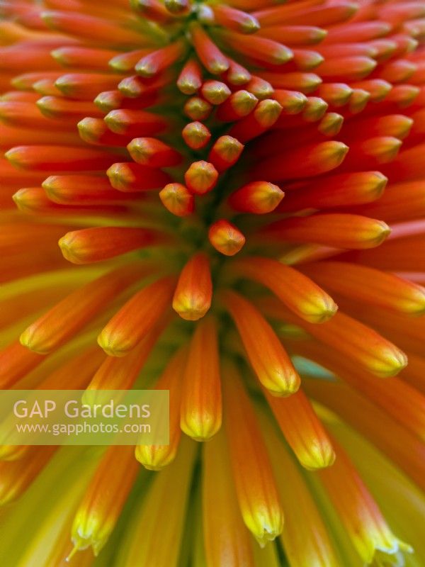 Kniphofia 'Rooperi' - Red hot poker closeup of red and yellow flowers September Norfolk UK