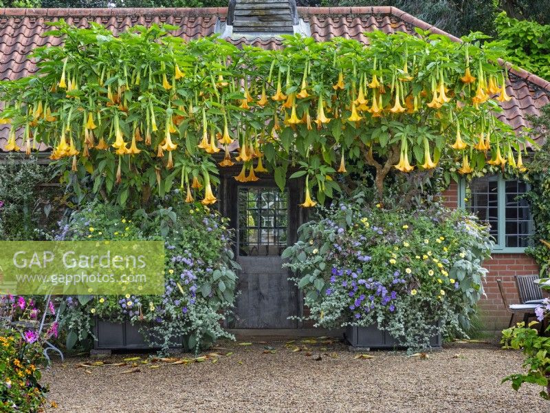 Containers with Brugmansia x candida 'Grand Marnier' - Angel's Trumpet  East Ruston Old Vicarage gardens   September