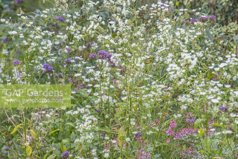 Erigeron annuus flowering in late Summer - September