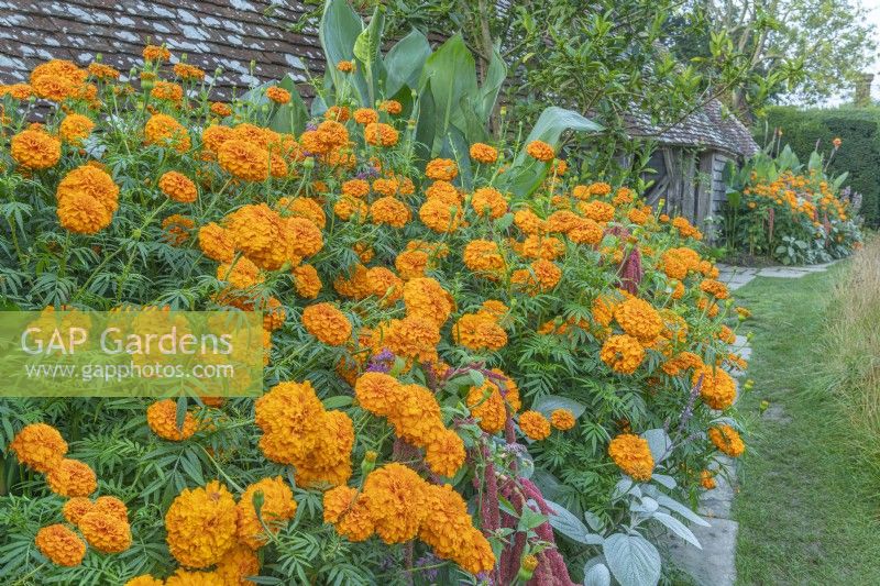 Tagetes erecta 'Giant Orange' flowering in late Summer - September
