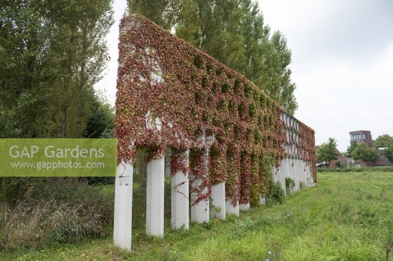 Garden feature Honeycomb pergola covered in ivy  Maximapark The Netherlands 