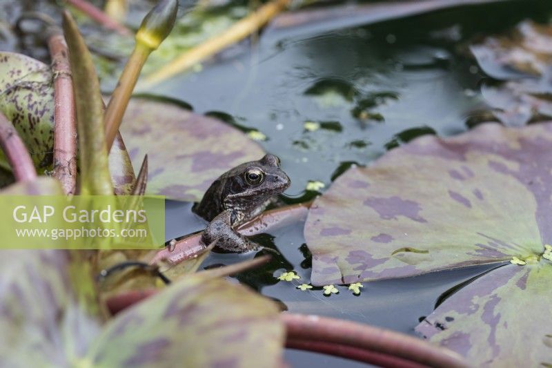 Rana temporaria- Common Frog. In pond holding onto stem of Water lily leaf. June. Summer.
