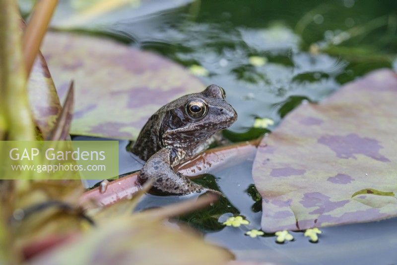 Rana temporaria- Common Frog. In pond holding onto stem of Water lily leaf. June. Summer