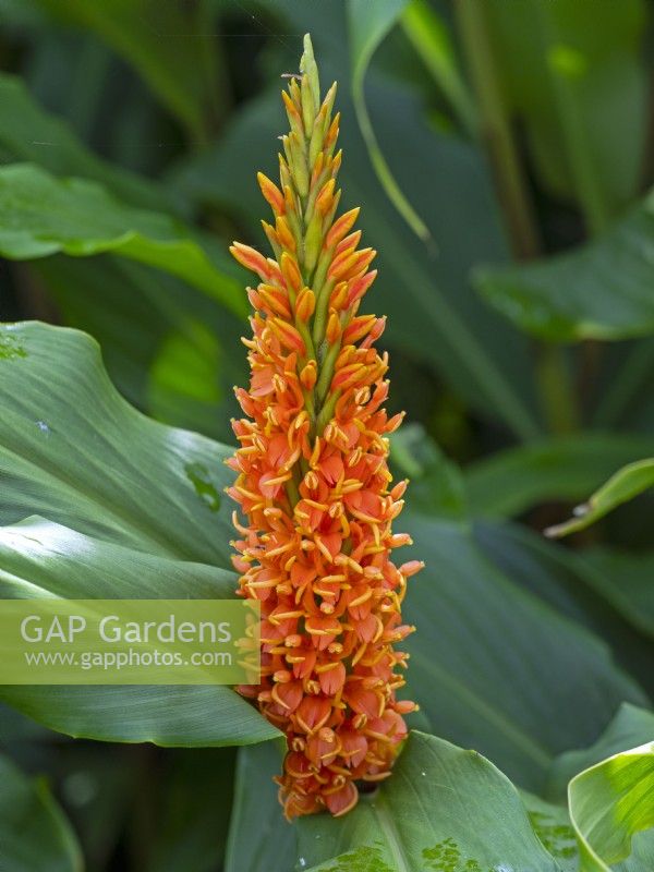 Hedychium densiflorum 'Assam Orange' - Ginger lily September Autumn