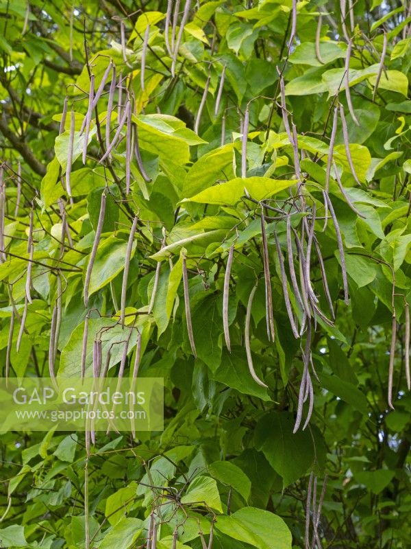 Catalpa bignonoides Indian bean tree in September Autumn