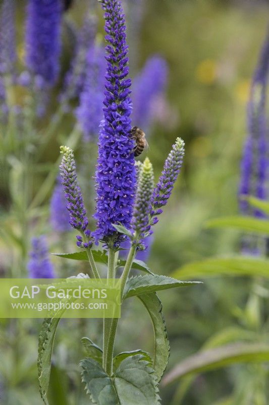 Veronica longifolia 'Blue Shades'. Flowering stem with bee. August. summer.