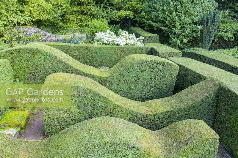 Series of wave form clipped Yews interspersed by gravel paths. September. Image taken with drone. September. Summer.