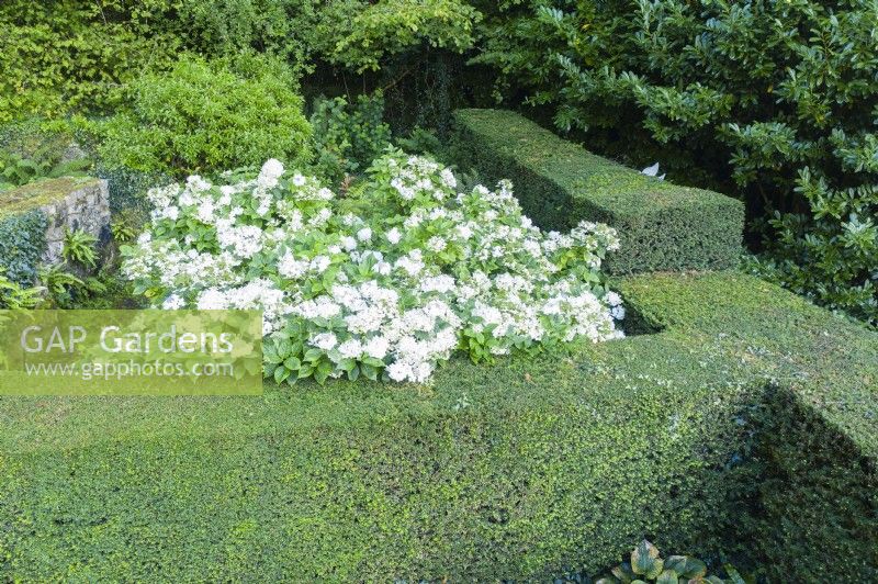 Border of Hydrangea 'Lanarth White' contained by clipped hedges of Taxus baccata. September. Image taken with drone. 