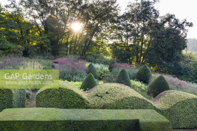 Hedge of Taxus baccata, double wave-form hedge of Fagus sylvatica and Fagus sylvatica Atropupurea Group and view to area planted with ornamental grasses with cones of clipped Taxus baccata. Sun through trees contra jour. September. Image taken with drone. 